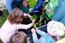 Kinder beim pflanzen von Schnittlauch und Pflücksalat in Pflanzkisten. 