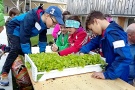 Kinder nehmen Pflücksalatpflanzen aus einer Kiste.