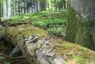 Totholz im Wald als Lebensraum für viele Arten