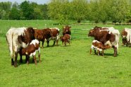Pinzgauer Rinder auf einer Weide