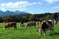 Kühe grasen auf Weide