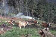Kühe auf einer Fläche, die im Rahmen der Trennung von Wald und Weide gerodet wurde