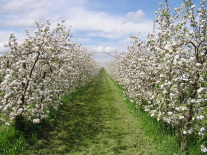 Blühende Apfelbaumanlage