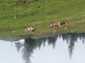 Kühe auf der Alm