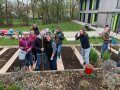 Studierende im Schulgarten beim Anpflanzen