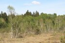 Moorwald im Wattersdorfer Moor