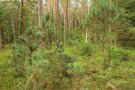 Blick auf Spirkennaturverjüngung mit Baumholz im Hintergrund