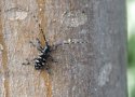 Asiatischer-Laubholzbockkäfer auf einem Baum