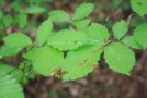 Die Buche - Hauptbaumart im hier häufigsten Waldlebensraumtyp Waldmeister-Buchenwald