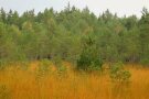 Blick auf einen natürlichen Moorwald mit Gräsern im Vordergrund