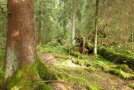 Blick in einen Fichtenmoorwald mit dickem Fichtenstamm im linken Vordergrund