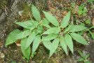 Der neunblättrige Zahnwurz - ein Zeiger für die mittleren Standorte des Waldmeister-Buchenwaldes