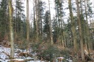 Schneebedeckter Waldboden