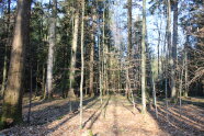 Sonnenbeleuchtete Stelle in einem Nutzwald