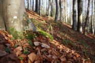 Waldmeister-Buchenwald