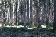 Ein Streifen Licht fällt auf den Waldboden 