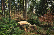 Baumstumpf zwischen einer Tannen und Buchen Verjüngung im Wald