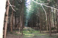 Blick in eine Waldgasse. Links und rechts Bäume.