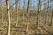 Einzeln stehende Bäume in einem Wald.