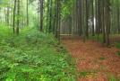 Links viel junge Bäumchen nach Durchforstung, rechts dunkler, eintöniger Wald