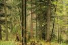 Mischwald mit Tanne, Fichte, Buche