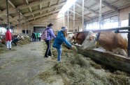 Kinder stehen im Stall und füttern die Kühe mit Heu