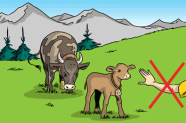 Illustration: Durchgestrichene Hand vor Kalb und Kuh