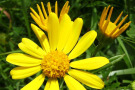 Goldgelbe Blüte des Wasserkreuzkrautes