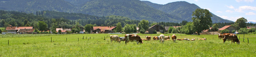 Kühe grasen auf der Weide