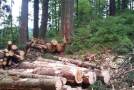 Holzstämme im Wald