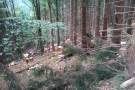 Waldpflege Baumentnahme