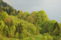 Bergwald im Frühling: Er ist einer unserer wichtigsten Lebensgrundlagen.