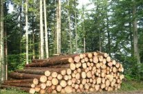 Waldpflege erfordert fachgerechte Holznutzung (Foto: R. Nörr)