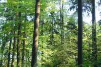 Im Amtsbereich überwiegen Mischwälder
