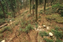 Fachgerechte Holznutzung ist Waldpflege. Mit der Seilkranbringung auch im Gebirge schonend möglich (Foto: U. Schweizer)