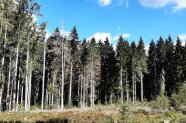 Südlicher Waldrand nach Borkenkäferbefall