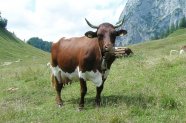 Pinzgauer Rind: gefährdete Rinderrassen