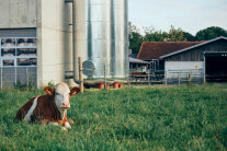 Kuh auf einer Weide vor Stall und Silo
